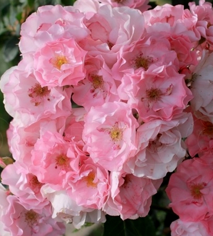 Jackys-Favorite-3 | ЛПХ питомник роз "ГАРАНТ"