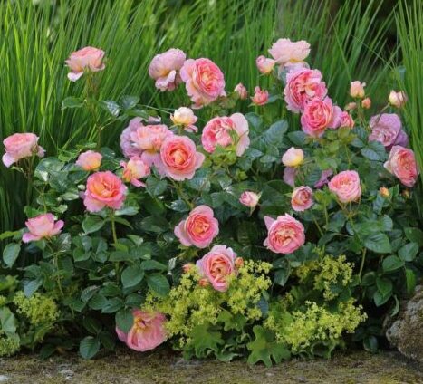 Dornburger-Schlossrose-002-500x500 | ЛПХ питомник роз "ГАРАНТ"