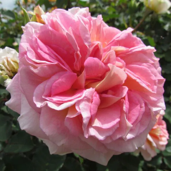 Amazing_Day_Shrub_Garden_Rose_17_18-scaled-600x600 | ЛПХ питомник роз "ГАРАНТ"